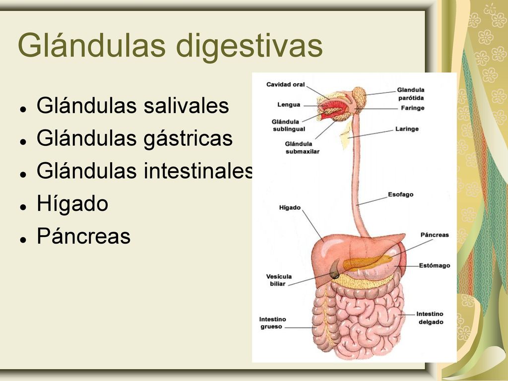 cuales son las glandulas digestivas y sus funciones